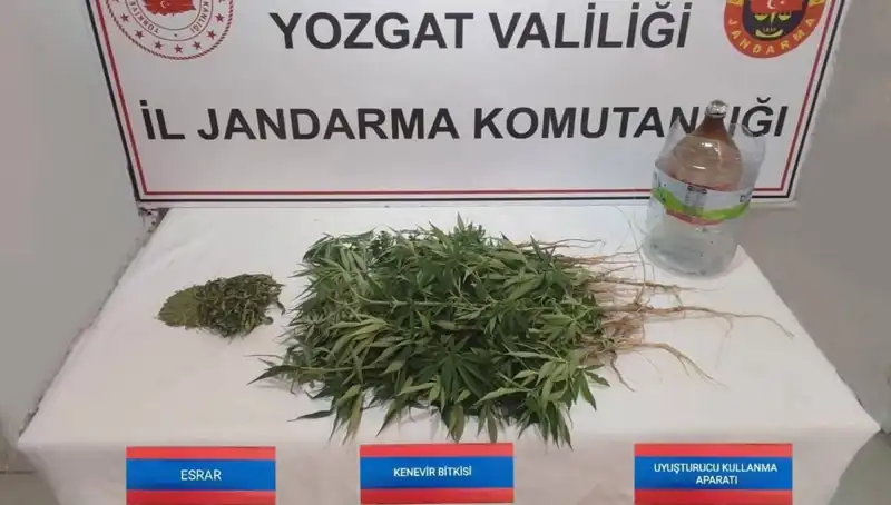Yozgat’ta Gizli Kenevir Tarımı: 40 Kök Kenevir Ele Geçirildi