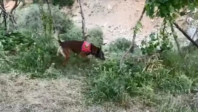 Dere Kenarındaki Gizli Esrar: Dedektör Köpekle Yakayı Ele Verdiler!
