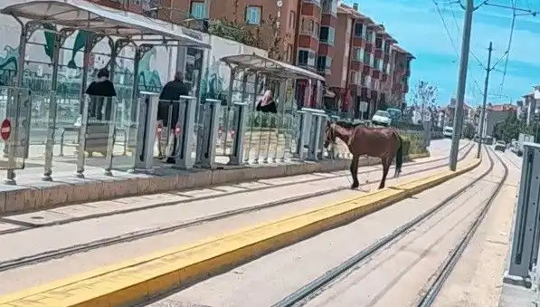 Eskişehir Tramvay Raylarında Başına Buyruk Bir At Görüntüleri Şaşırttı