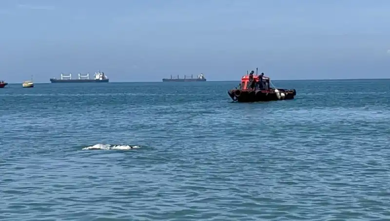 Deniz Ortasında Angus Şaşkınlığı: Hisse Piyasasında Sürpriz Gelişmeler