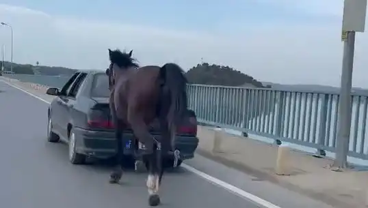Adana'da Eziyet Edenlere Şok Tutuklama! Hayvan Hakları İhlali Gündemde