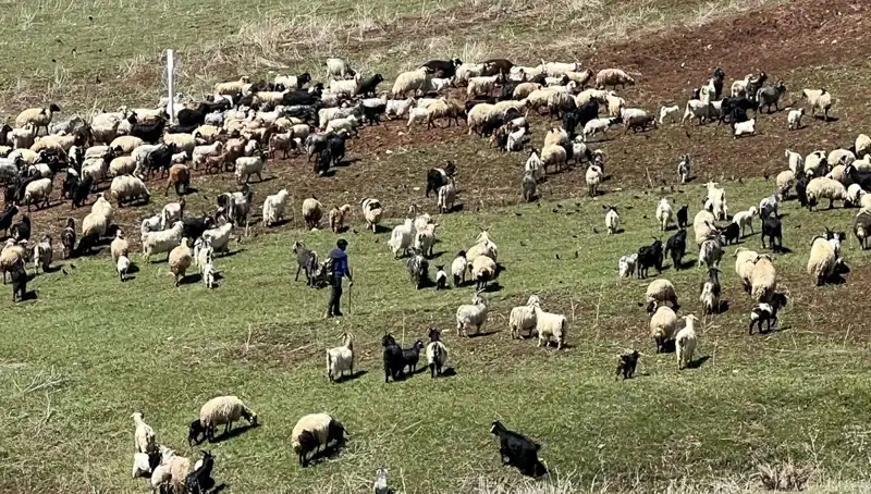 Çoban Krizi Büyüyor: Yüksek Maaşlara Rağmen İstihdam Sorunları Devam Ediyor