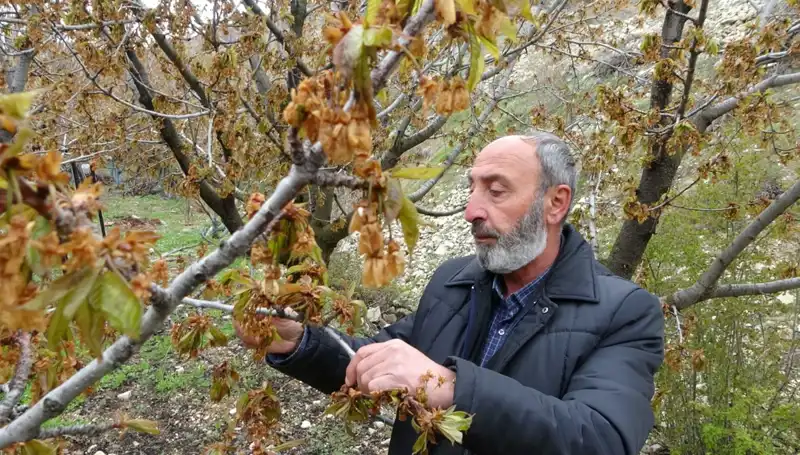 Zirai Don Alarmı: Albastı Kirazında Büyük Hasar Bekleniyor