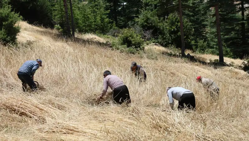 Teknolojinin Ulaşamadığı Tarla: Ellik ve Orakla Hasat Dönemi