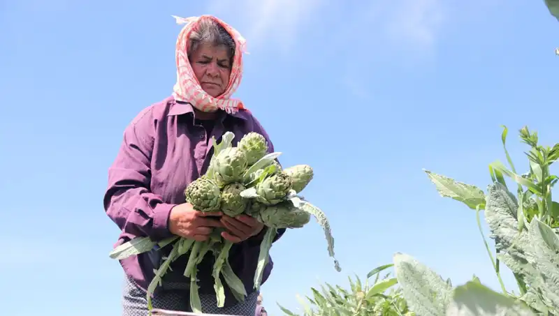 Tarladan Sofralara: Tezgahlarda 50 TL’ye Satılan Ürünlerin Sırrı