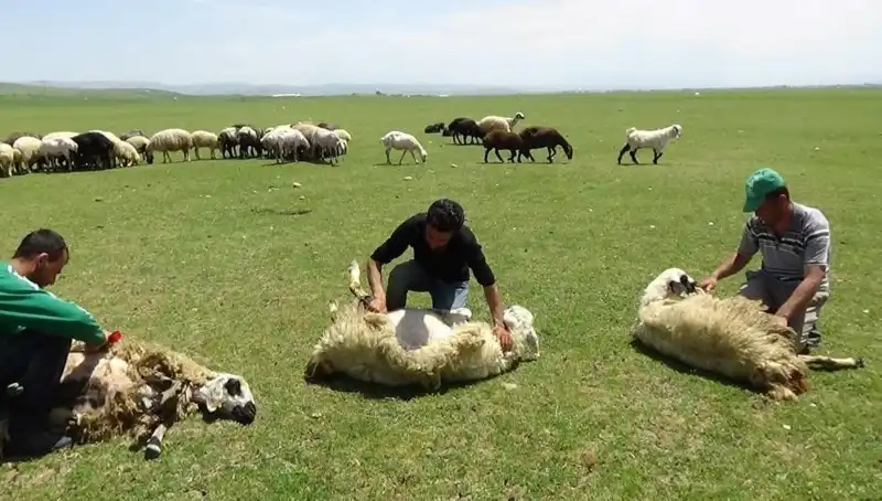 Yüksek Dağlarda Koyun Kırkmanın En İyi Zamanı Geldi!