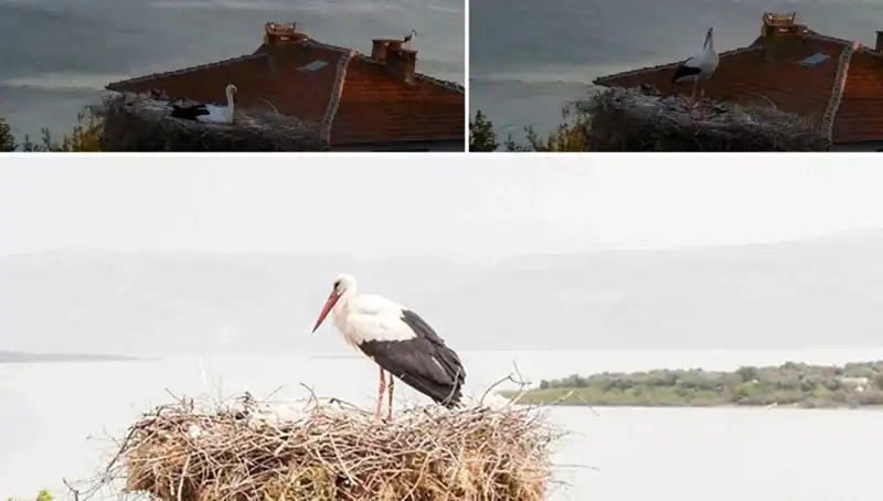 Yaren Leylek Depremi Nasıl Önceden Hissetti? Uzmanlar Açıklıyor!