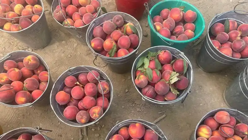 Hasat Dönemi Geldi: Çiftçiler 100 Lira Kilogram Fiyatıyla Sevinçli