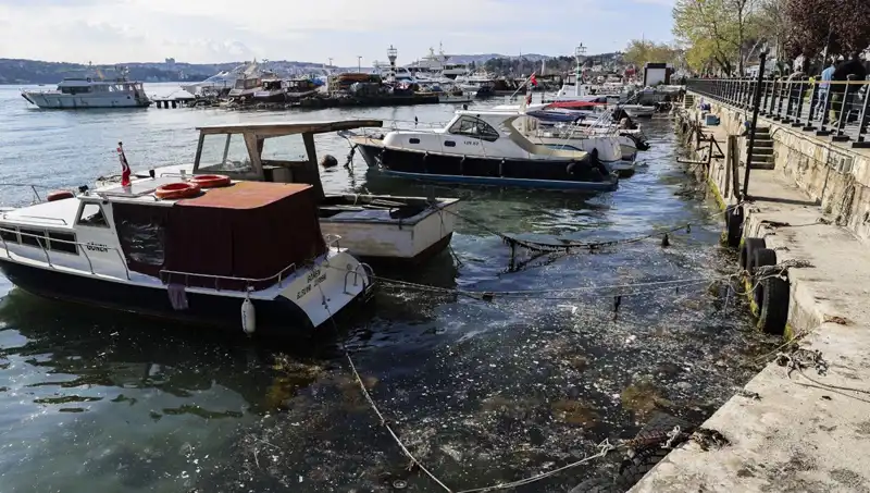 İstanbul'da Müsilaj Alarmı: Deniz Canlıları Tehdit Altında!