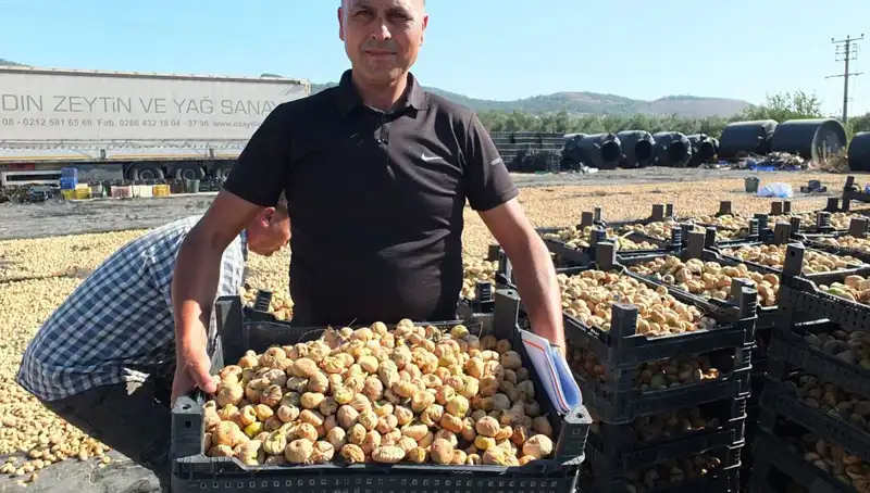 Balıkesir’de Hasat Dönemi: Çin ve Rusya’ya İhraç Fırsatları