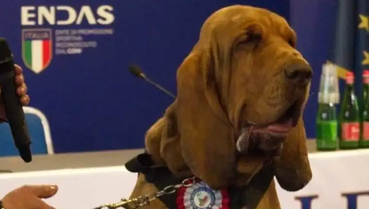 Arama Köpeğine Suikast: Çivili Sosisle İnanılmaz Olay