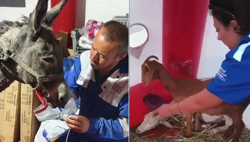 Yangın Sonrası Eşek İçin Oksijen Maskeli Tedavi Uygulandı