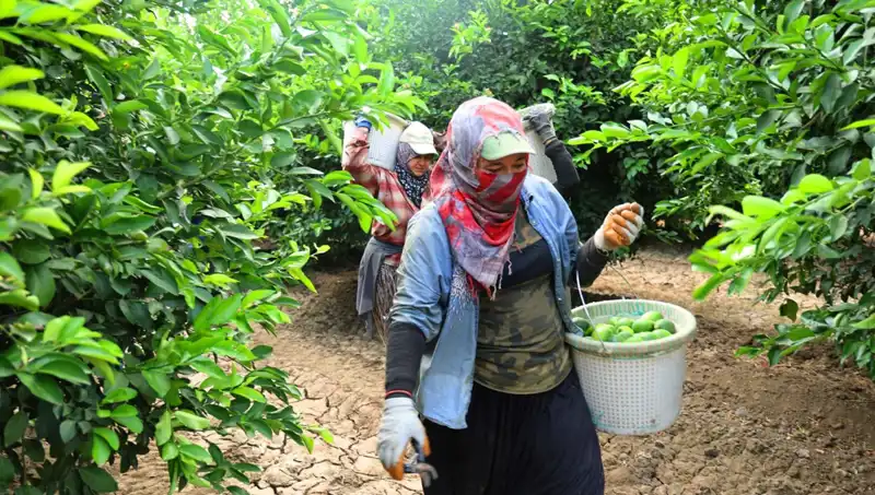 Markette Hisse Senedi Yatırımcılarını Heyecanlandıran Fiyat Düşüşü Başladı