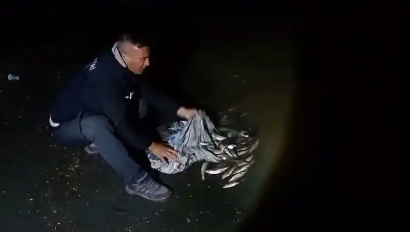 Türkiye'nin Gözde Balığı: Bir Ton İnci Kefali Yakalandı!
