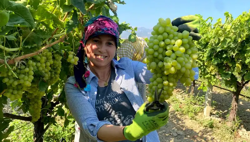 Manisa'nın Özgün Lezzetleri: İlk İhracat Tırları Avrupa'ya Ulaştı