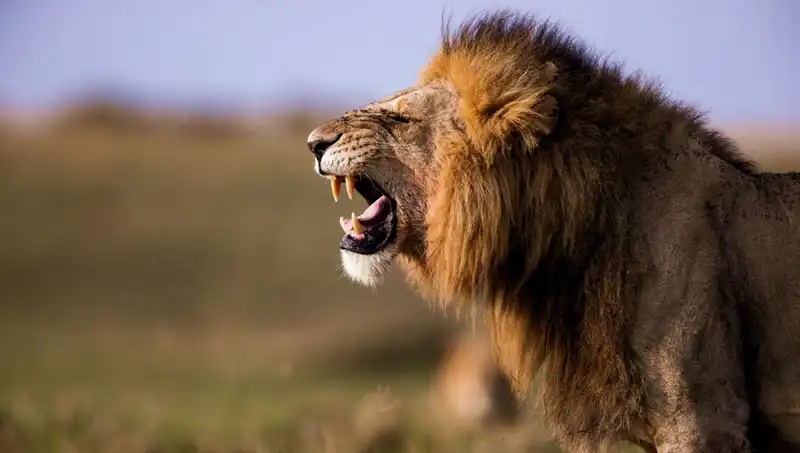 Aslan Saldırısı: 14 Yaşındaki Kız Hayatını Kaybetti