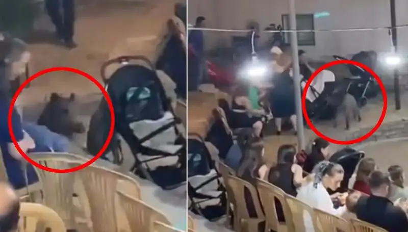 Düğüne Dalan Yaban Domuzu Partiyi Alt Üst Etti: Şok Anlar
