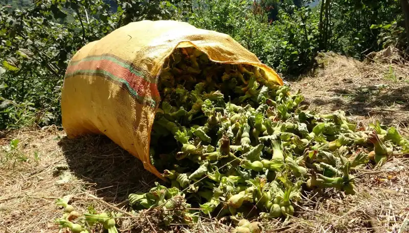 Giresun'da Fındık Hasadı Başladı: Yüksek Beklentilerle Dolup Taşan Sezon