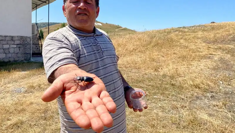 Sivas'ta Görülen Tehlikeli Böcek İçin 557 Bin TL Ceza Uygulanıyor!