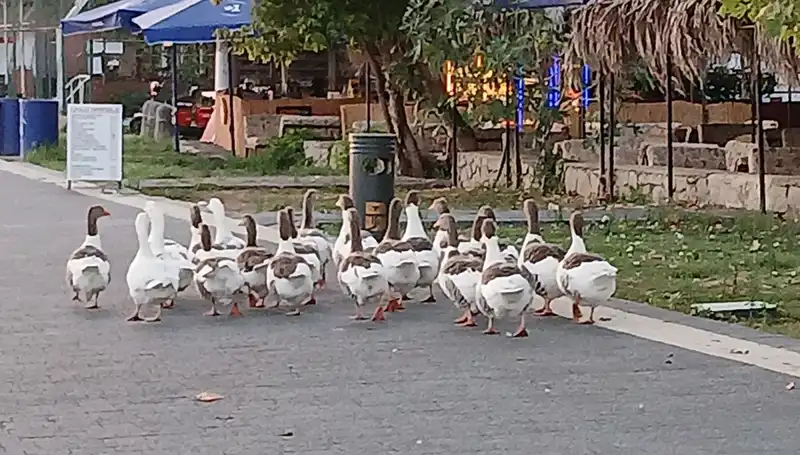 Denizde Yüzme Keyfi Sonrası Kazların Ölümü: Yalnızca Başlangıç mı?